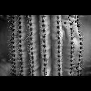 Black & White Cactus Print